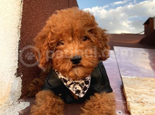 Irk Garantili Toypoodle Bebeklerimiz görsel