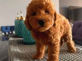 Sağlık Ve Irk Garantili ToyPoodle Bebekler
