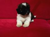 Shih Tzu Yavrular