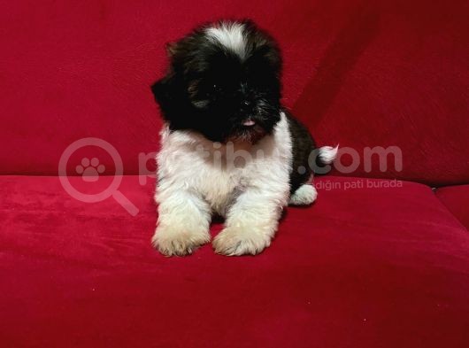 Shih Tzu Yavrular