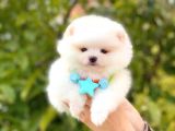 Pomeranian Boo