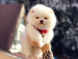 Pomeranian Boo
