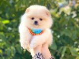 Pomeranian Boo