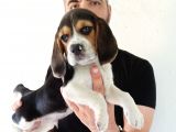 Beagle Bebekler