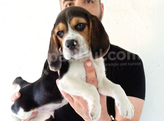Beagle Bebekler