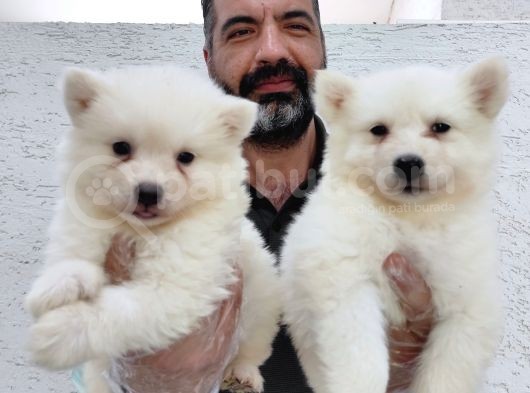 Samoyed Yavrular