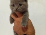Lilac Britsh Shorthair Yavrular