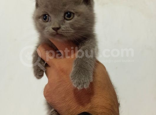 Lilac Britsh Shorthair Yavrular