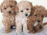 Uygun Koşullarda Toy Poodle Yavrular