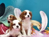 Mükemmel Kali̇tede Cavali̇er Ki̇ng Charles Yavru