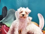 Mükemmel Kali̇tede Mi̇nyatür Schnauzer Yavrular