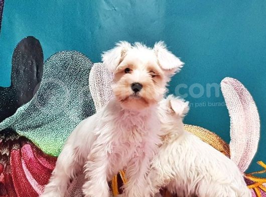 Mükemmel Kali̇tede Mi̇nyatür Schnauzer Yavrular görsel