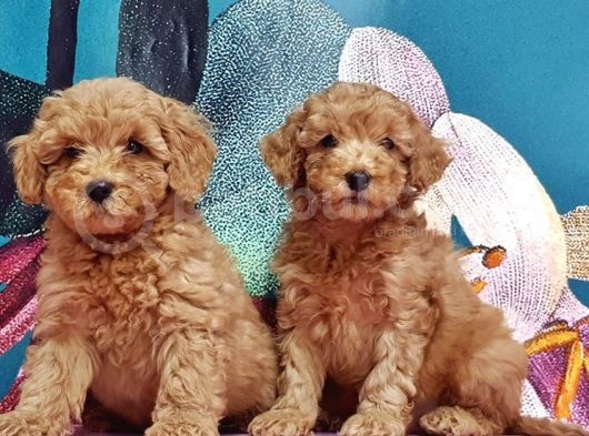 Mükemmel Kali̇tede Toy Poodle Yavru