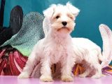 Mükemmel Kali̇tede Mi̇nyatür Schnauzer Yavrular