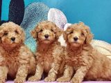 Mükemmel Kali̇tede Toy Poodle Yavru
