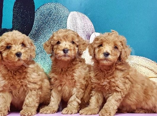 Mükemmel Kali̇tede Toy Poodle Yavru görsel
