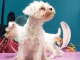 Mükemmel Kali̇tede Mi̇nyatür Schnauzer Yavrular