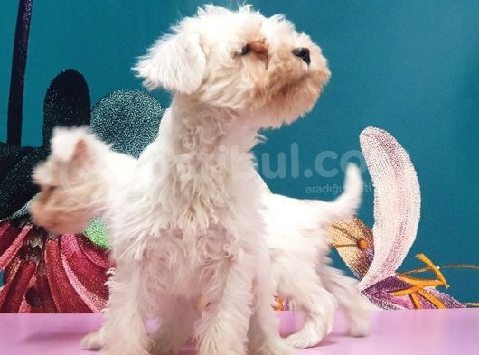 Mükemmel Kali̇tede Mi̇nyatür Schnauzer Yavrular görsel