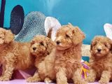 Mükemmel Kali̇tede Toy Poodle Yavru