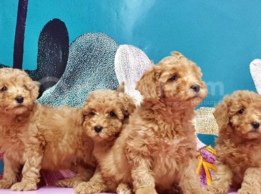 Mükemmel Kali̇tede Toy Poodle Yavru görsel