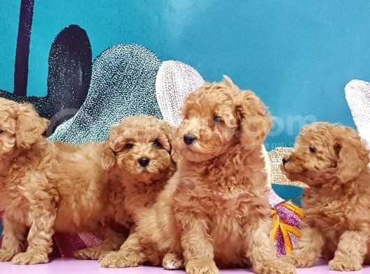 Mükemmel Kali̇tede Toy Poodle Yavru görsel