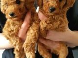 Mini Oyuncu Toy Poodle Yavrular
