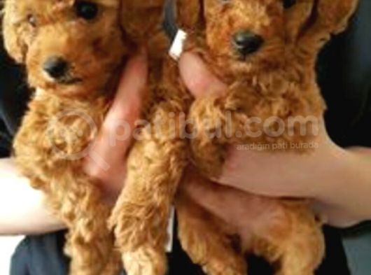 Mini Oyuncu Toy Poodle Yavrular