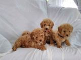 Red- Apricot Toy Poodle Yavrular