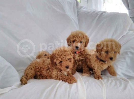 Red- Apricot Toy Poodle Yavrular