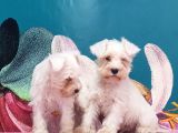 Mükemmel Kali̇tede Mi̇nyatür Schnauzer Yavrular