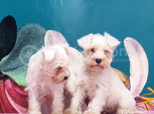 Mükemmel Kali̇tede Mi̇nyatür Schnauzer Yavrular görsel