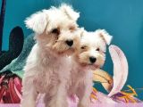 Mükemmel Kali̇tede Mi̇nyatür Schnauzer Yavrular