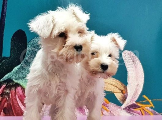 Mükemmel Kali̇tede Mi̇nyatür Schnauzer Yavrular görsel