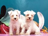 Mükemmel Kali̇tede Mi̇nyatür Schnauzer Yavrular