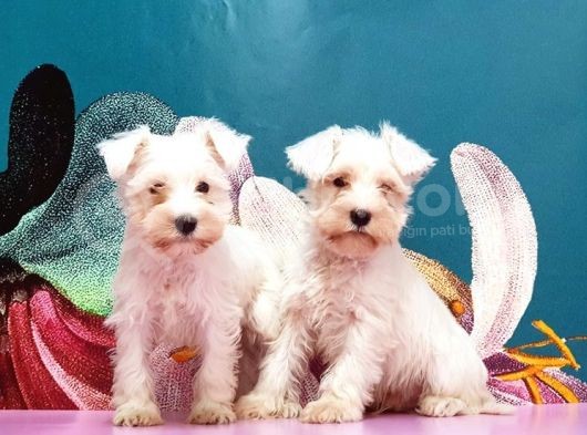 Mükemmel Kali̇tede Mi̇nyatür Schnauzer Yavrular