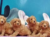 Mükemmel Kali̇tede Toy Poodle Yavru