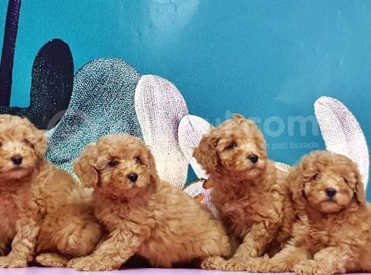 Mükemmel Kali̇tede Toy Poodle Yavru görsel