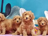 Mükemmel Kali̇tede Toy Poodle Yavru