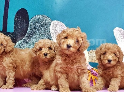 Mükemmel Kali̇tede Toy Poodle Yavru görsel