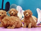 Mükemmel Kali̇tede Toy Poodle Yavru