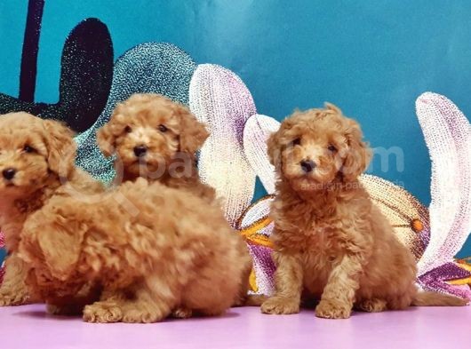 Mükemmel Kali̇tede Toy Poodle Yavru görsel