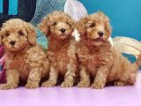 Mükemmel Kali̇tede Toy Poodle Yavru