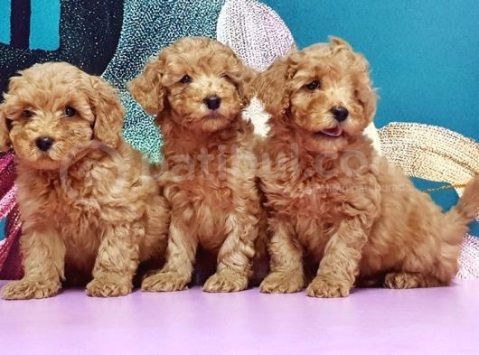 Mükemmel Kali̇tede Toy Poodle Yavru görsel