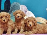 Mükemmel Kali̇tede Toy Poodle Yavru