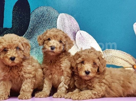 Mükemmel Kali̇tede Toy Poodle Yavru görsel