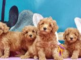 Mükemmel Kali̇tede Toy Poodle Yavru