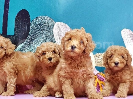 Mükemmel Kali̇tede Toy Poodle Yavru görsel