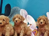 Toy Poodle Yavrusu