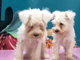 Mükemmel Kali̇tede Mi̇nyatür Schnauzer Yavrular