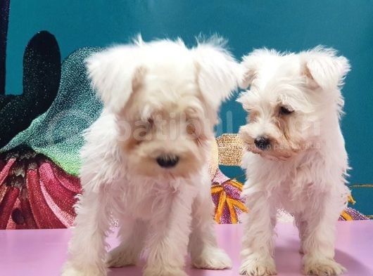 Mükemmel Kali̇tede Mi̇nyatür Schnauzer Yavrular görsel
